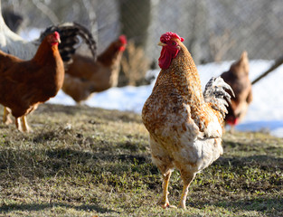 chicken on the yard