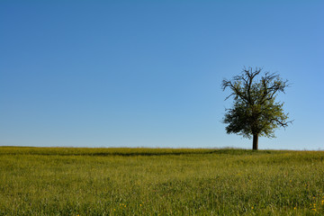 A single tree on the right in a meadow with a blue sky