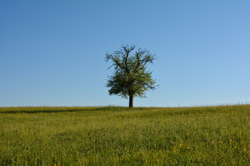Fototapeta na wymiar A single tree in the middle of a meadow with a blue sky