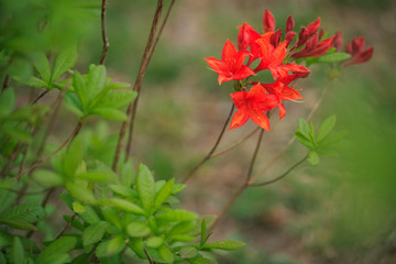 Azaleen Bl&uuml;ten in Closeup