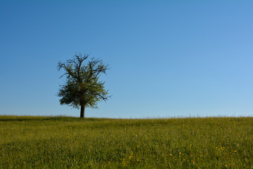 A single tree on the left in a meadow with a blue sky