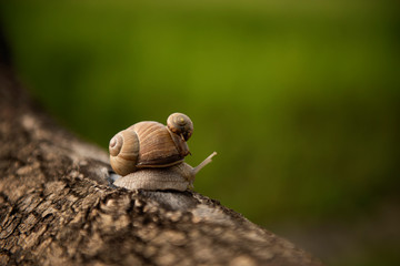 small snail riding on a back of a big snail helping concept 