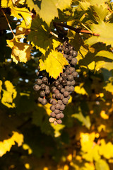 colorful vineyard field