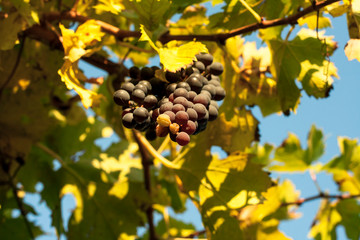 colorful vineyard field