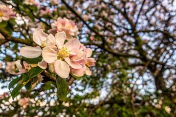 Cherry blossom tree pink blooming flowers on branch close up in sun light as spring floral botanical background with copy space for text