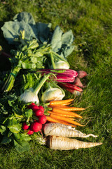 Vegetables on a green grass at countryside