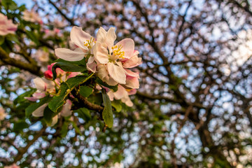 Cherry blossom tree pink blooming flowers on branch close up in sun light as spring floral botanical background with copy space for text