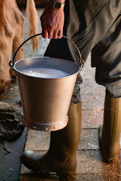 Frisch gemolken Milch in Stall eines Bauernhofs