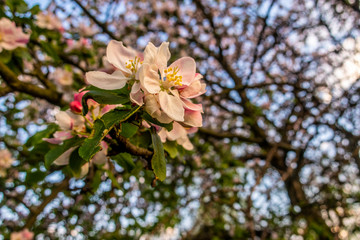Cherry blossom tree pink blooming flowers on branch close up in sun light as spring floral botanical background with copy space for text