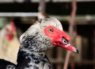 Muscovy duck closeup