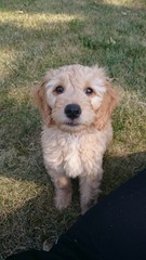 golden retriever puppy