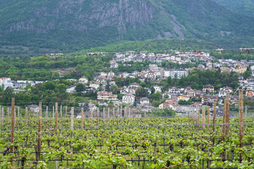 Obraz premium Vineyards at Eppan in South Tyrol in northern Italy. Growing grapes and apples is the main branch of the economy in this region.
