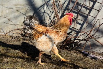 Rooster on the walk