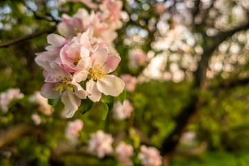 Obraz premium Cherry blossom tree pink blooming flowers on branch close up in sun light as spring floral botanical background with copy space for text