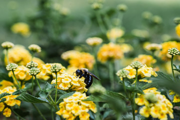 Summer yellow flowers with bee