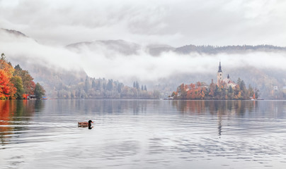 Spectacular autumnal scene of lake Bled in Slovenia. Duck bird swimming at foreground at old church...
