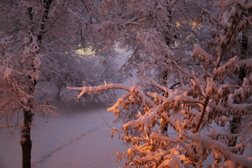 Winter landscape, branches  in the snow illuminated by a street lamp