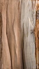 Fototapeta premium The texture of the wood grain slice of a tree trunk, firewood and lumber from stone