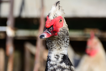 Muscovy duck closeup
