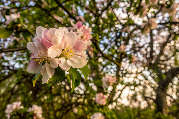 Cherry blossom tree pink blooming flowers on branch close up in sun light as spring floral botanical background with copy space for text