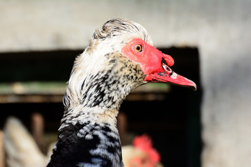 Muscovy duck closeup