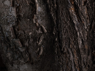 Texture of cherry and apricot tree bark, pattern of tree bark on the inside and outside