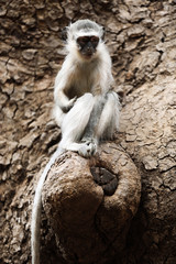 Monkey sitting on a tree