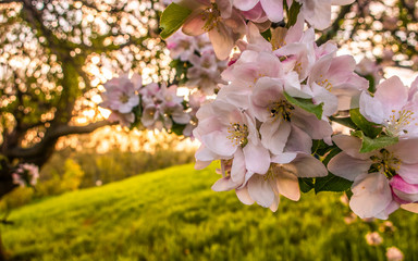 Cherry blossom tree pink blooming flowers on branch as spring floral botanical outdoor sunset landscape background  