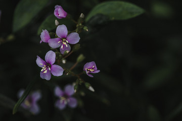 Small purple flowers and greenery