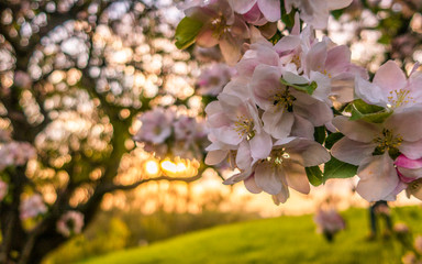 Cherry blossom tree pink blooming flowers on branch as spring floral botanical outdoor sunset landscape background  