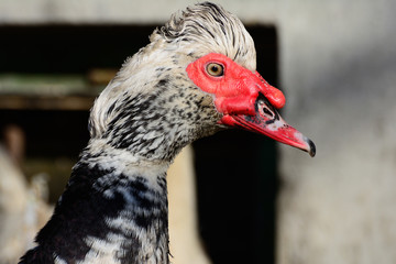 Muscovy duck closeup