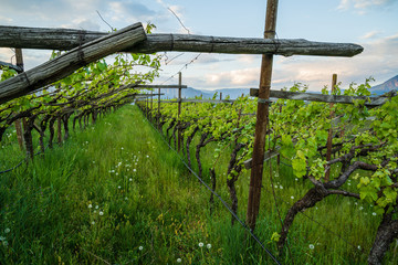 Vineyards at Eppan in South Tyrol in northern Italy. Growing grapes and apples is the main branch of the economy in this region.