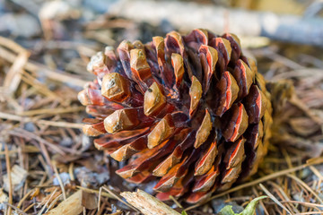 Pine Cone On The Ground