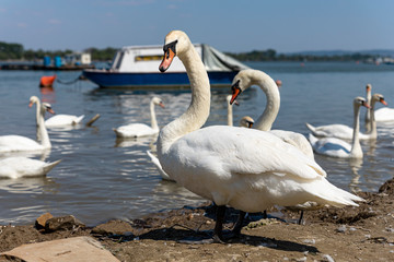 Elegant Swan on Danube river with flock of swans in background