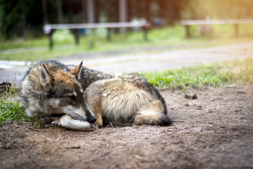 A husky dog lies curled up in the middle of a forest path.