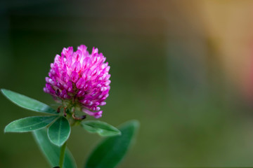 Clover flower close-up against the setting sun. Space for text.