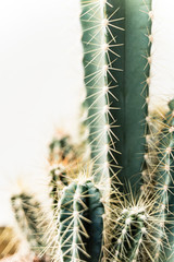 Obraz premium Cactus succulent modern white high key