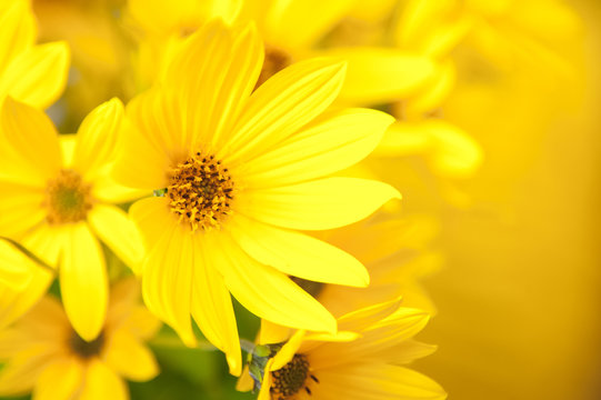 
Yellow Arnica flowers postcard. Blurred background in yellow flowers. Wallpaper. Festive. Monotonous yellow.