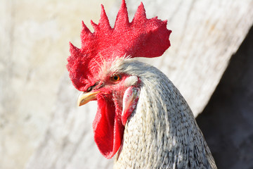 handsome rooster domesticated
