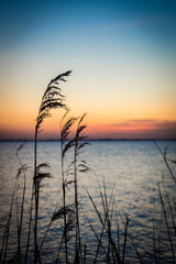 Sawgrass at sunset