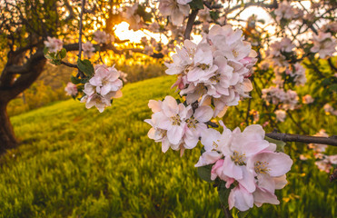 Cherry blossom tree pink blooming flowers on branch as spring floral botanical outdoor sunset landscape background  