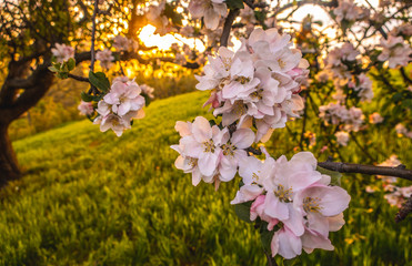 Cherry blossom tree pink blooming flowers on branch as spring floral botanical outdoor sunset landscape background  