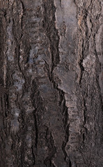 Texture of cherry and apricot tree bark, pattern of tree bark on the inside and outside