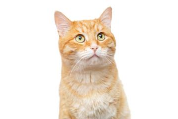 Fototapeta na wymiar Beautiful, big ginger cat