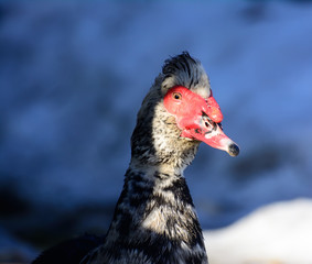 Muscovy duck closeup