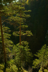 forest in the Landscape