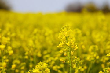 Landscape with yellow rapeseed field. Bright yellow rapeseed oil. Biofuel.