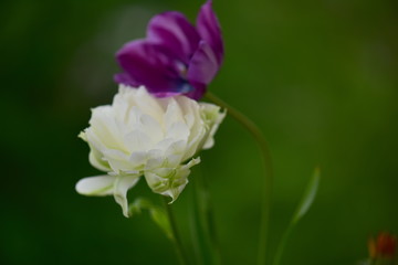 pink and white flower