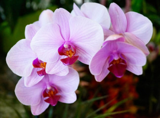 Close-up of light pink and fuchsia moths orchids