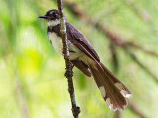 Malaysian Pied-Fantail - Rhipidura javanica black and white singing bird with the big tail, in the genus Rhipidura, its natural habitat is subtropical or tropical moist lowland forests